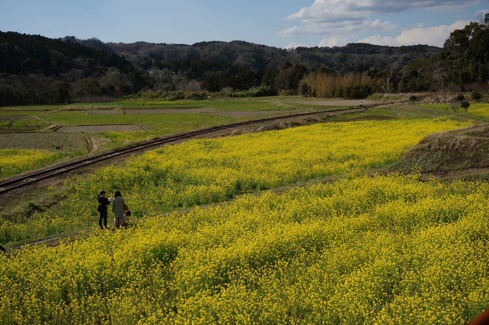 石神の菜の花畑に行ってきた Ogu S Blog かずさ便り ちょっとだけpcの話も