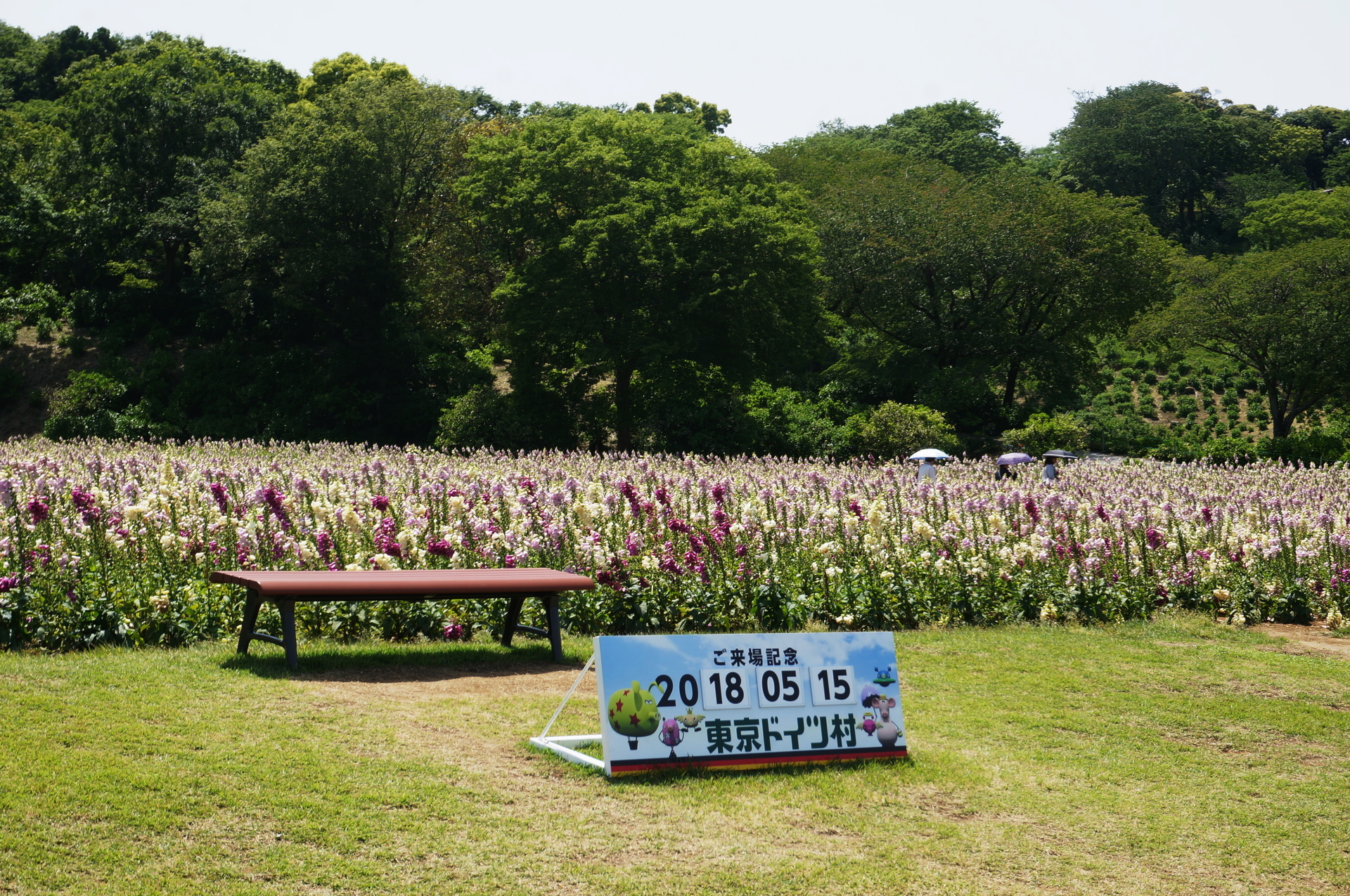 東京ドイツ村 ばら以外の花 Ogu S Blog かずさ便り ちょっとだけpcの話も