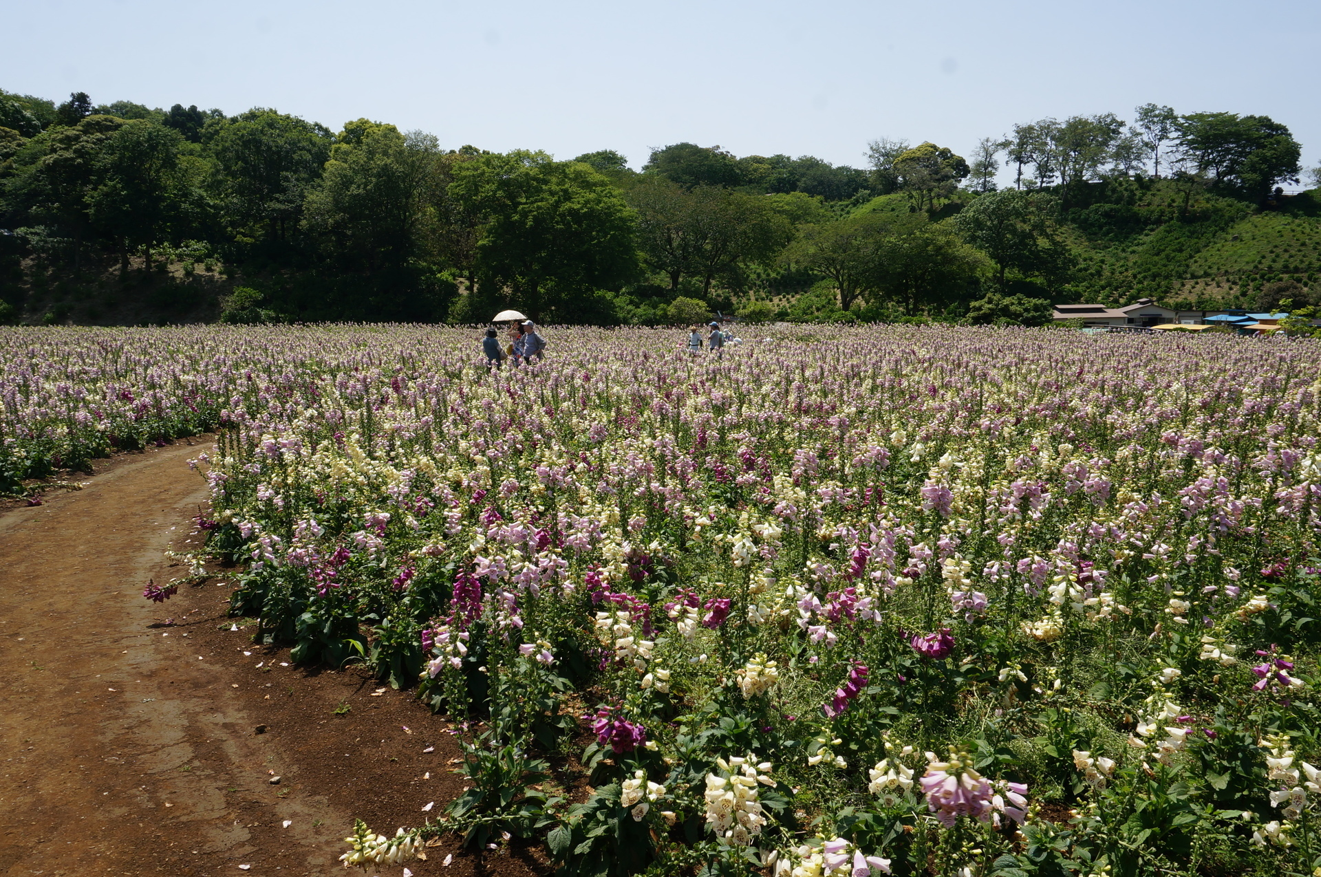 東京ドイツ村 ばら以外の花 Ogu S Blog かずさ便り ちょっとだけpcの話も