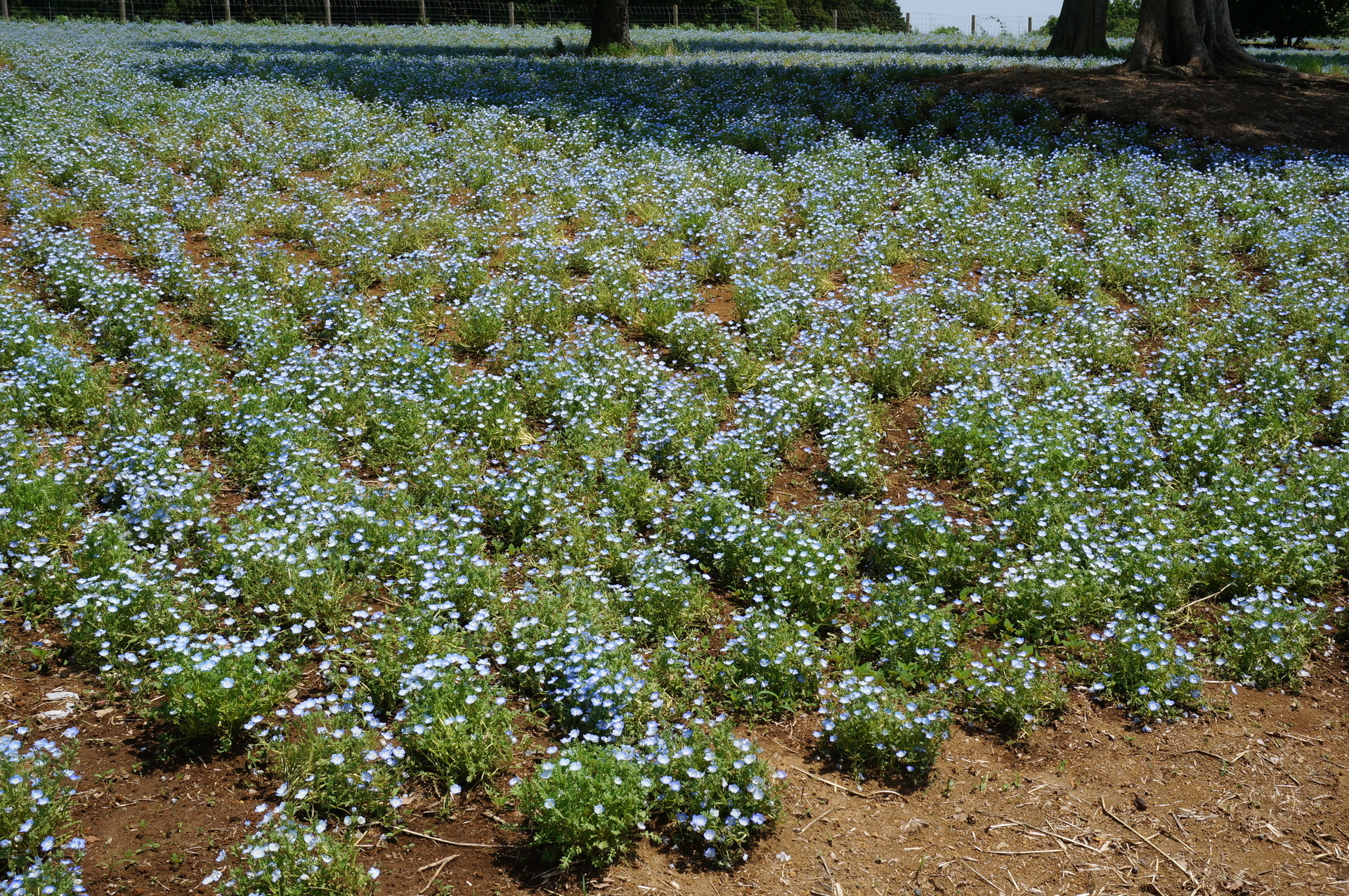 東京ドイツ村 ばら以外の花 Ogu S Blog かずさ便り ちょっとだけpcの話も