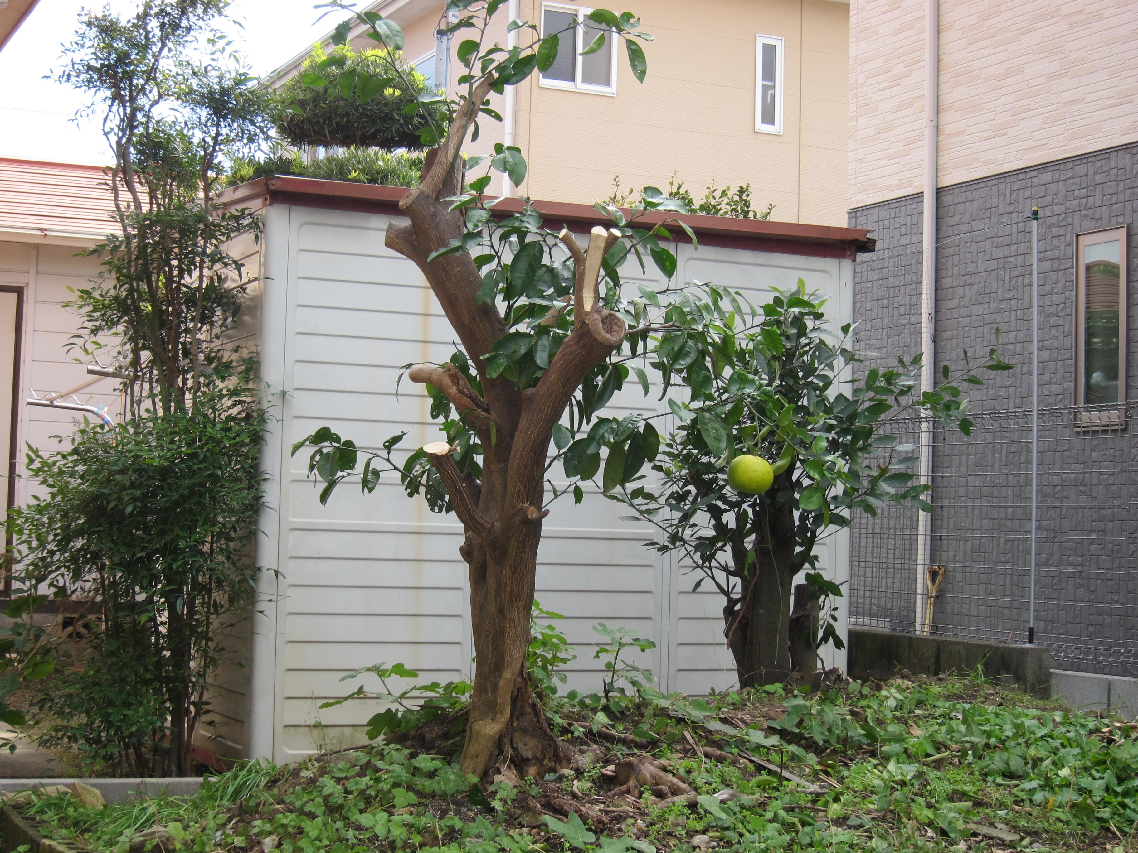 家の入り口にある ゆず の木と庭の 甘夏 の木を切った Ogu S Blog かずさ便り ちょっとだけpcの話も
