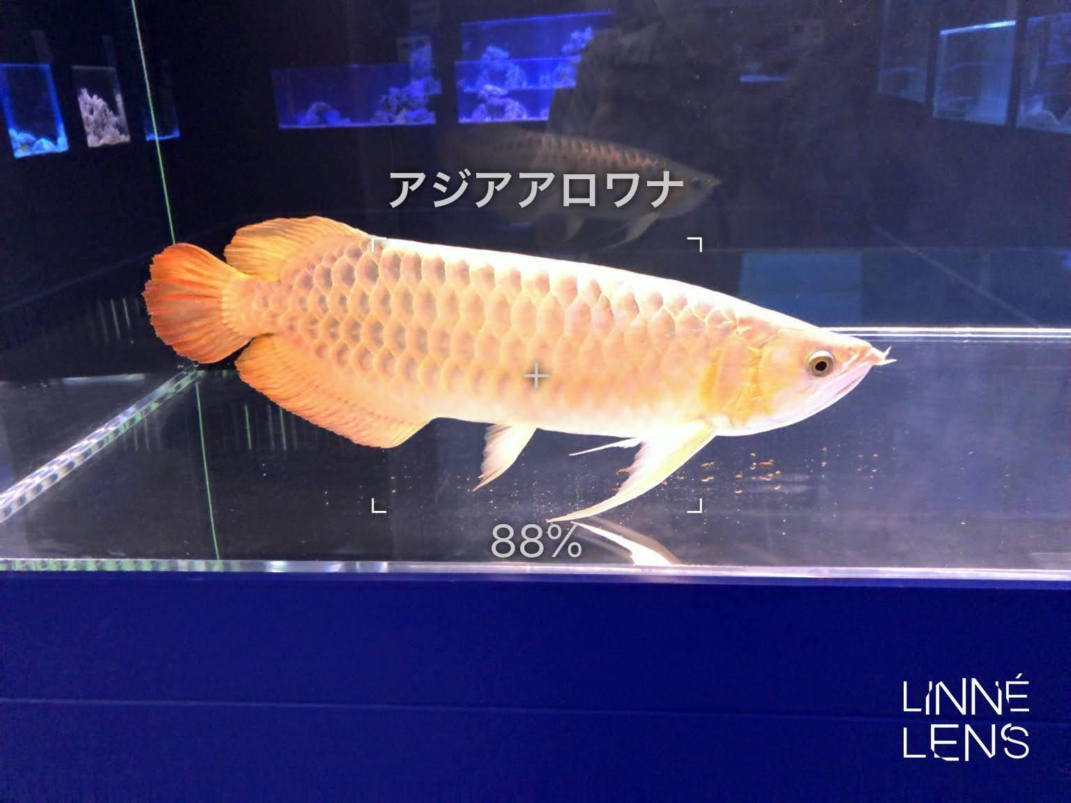 ジュエリーアクアリウムを再訪 Ogu S Blog かずさ便り ちょっとだけpcの話も