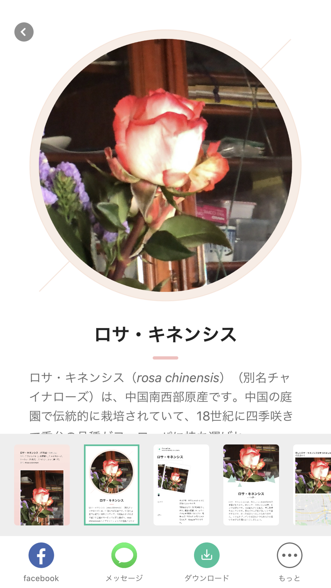 花の名前 Ogu S Blog かずさ便り ちょっとだけpcの話も